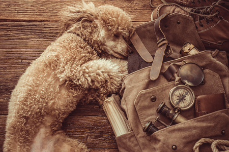 Looking image of travel concept. Backpack. Retro effect. Travel concept with dog.の写真素材