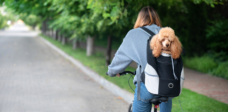 Cute dog peeking from animal carrying backpack.の写真素材