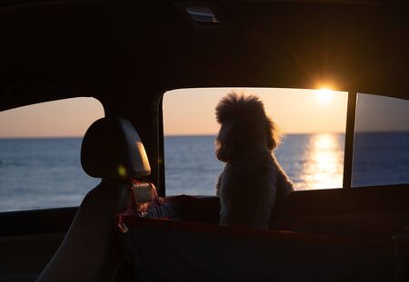Dog traveling in a car seat the back seat of a car. Sunset.の写真素材