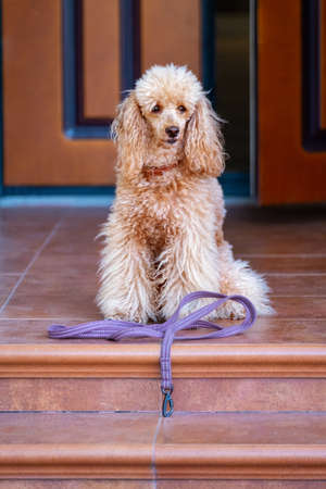 Dog with leash waiting to go walkies near a door.の写真素材