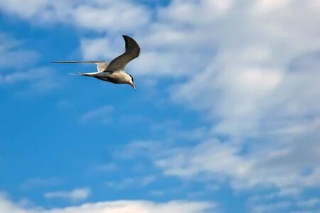 Bird on a riverの写真素材