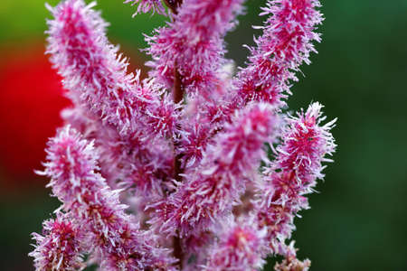 Flowerの写真素材