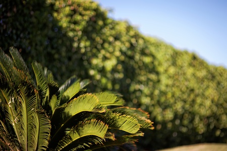 Fern