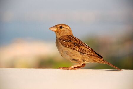 sparrowの写真素材