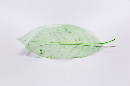 green leafの写真素材