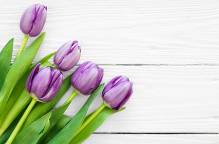 Purple tulips, fresh spring flowers on a white wooden background, flat lay.の写真素材