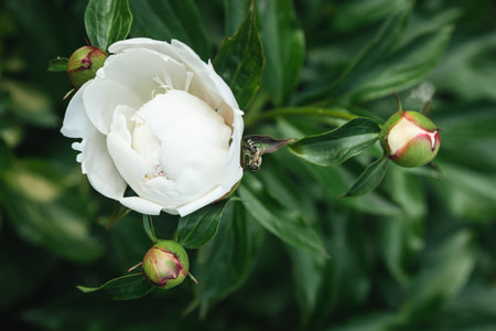 Natural spring background with unopened peony flower and bee, close-up.