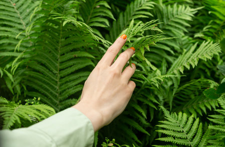 The womans hand gently touches the green leaves of the fern.の写真素材