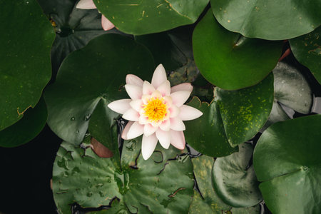 Pink lotus flower in pond nature concept background.