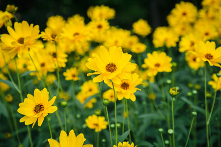 Yellow Heliopsis aster flower and bee close-up in the garden.の写真素材
