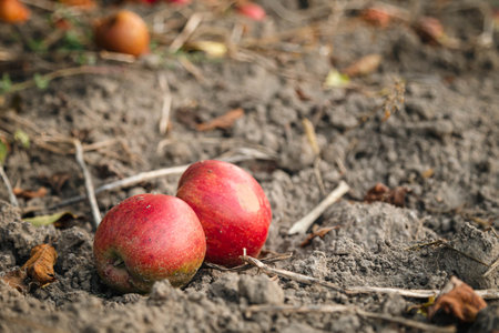 Ripe red apples lie on the ground in the autumn garden, copy space.の写真素材