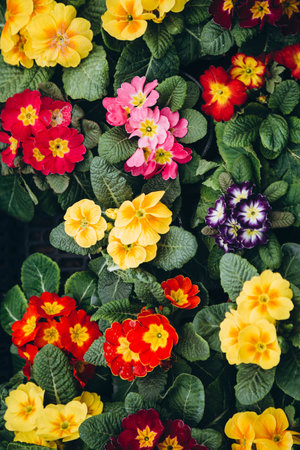 Primula Primrose plants with colorful flowers as background, top view.の写真素材