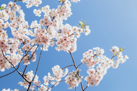 Blooming sakura branches against the blue sky, blooming cherry tree.の写真素材
