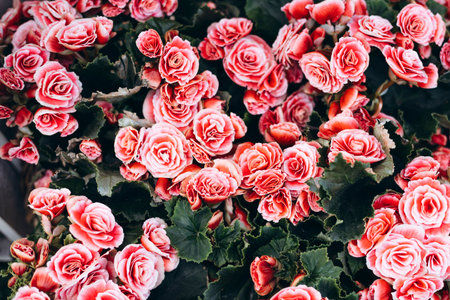 Begonia elatior with red pink double flowers in bloom on soft background.の写真素材
