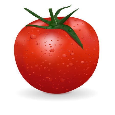 isolated on white background.のイラスト素材