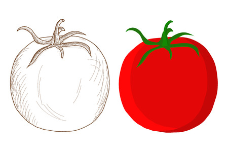 Tomato. Hand drawing doodle and colored vector illustrationのイラスト素材