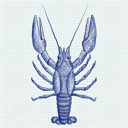Lobster. Hand drawn sketchのイラスト素材