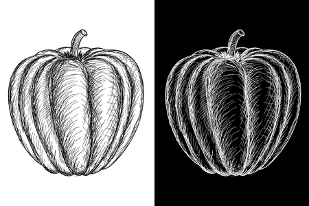 Pumpkin. Hand drawn sketchのイラスト素材