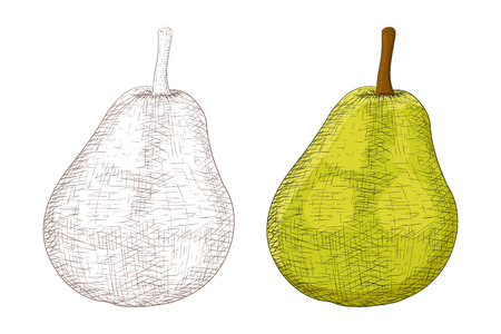 Green pear. Sketch, colored and black and white. Vector illustration isolated on white background.のイラスト素材