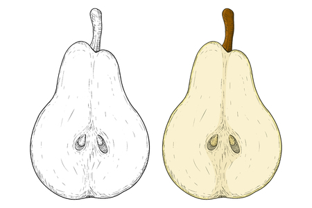 Half of pear. Colored and black and white hand drawn sketch. Vector illustration isolated on white background.のイラスト素材