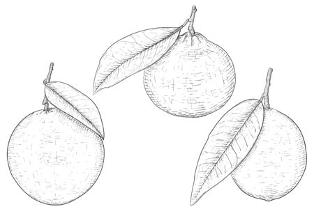 Orange, lemon and mandarin Hand drawn sketchのイラスト素材