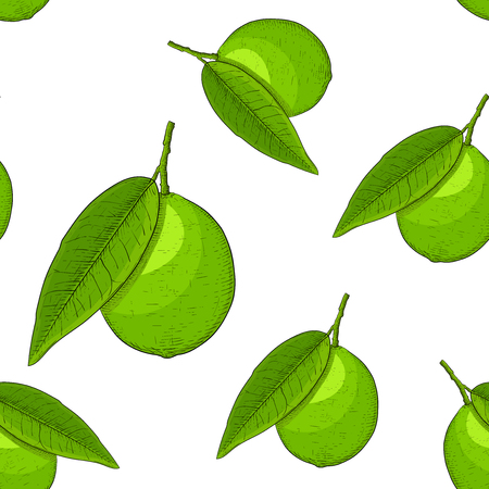 Lime fruits. Hand drawn colored sketch as seamless patternのイラスト素材