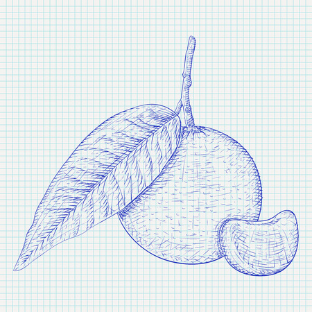 Mandarin orange with segment. Blue hand drawn sketch on lined paper backgroundのイラスト素材