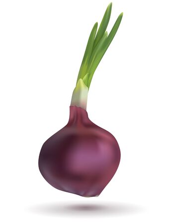 Red onion iconのイラスト素材