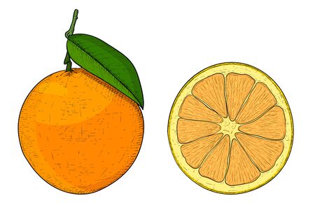 Illustrstion of a whole and sliced orange on a white backgroundのイラスト素材