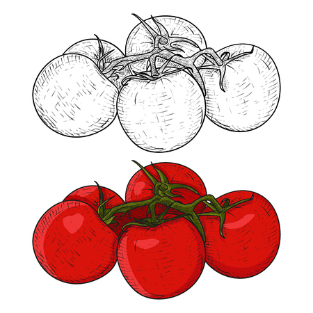 Tomatoes. Hand drawn sketchのイラスト素材