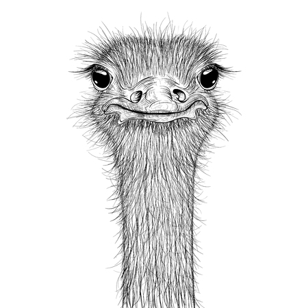 Ostrich sketch. Head closeupのイラスト素材