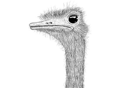 Ostrich sketch. Head closeupのイラスト素材