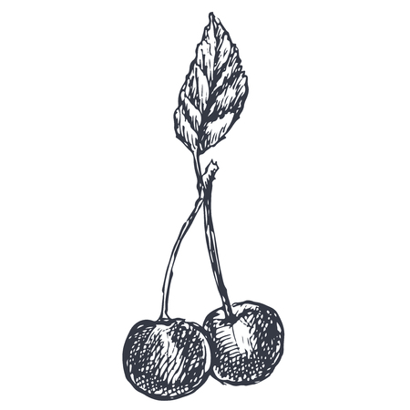 Cherry. Hand drawn sketch in grunge style. Vector illustration isolated on white backgroundのイラスト素材