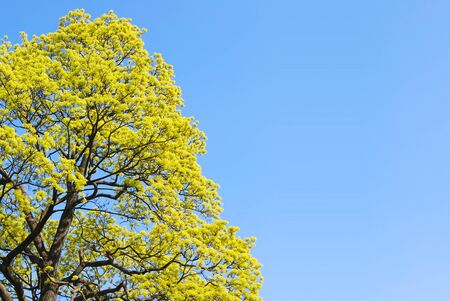 Green tree with the blue sky