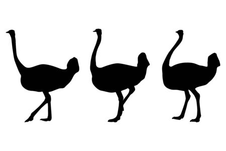 Ostrich black silhouettes - walking and standing. Vector illustration isolated on white backgroundのイラスト素材