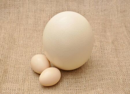 Chicken eggs and ostrich egg on textile cloth backgroundの写真素材