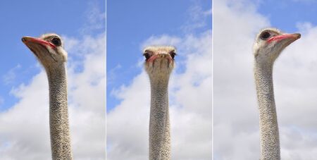 Ostrich heads set with blue sky backgroundの写真素材