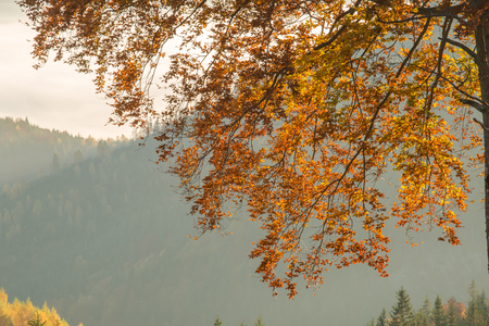 Autumn forest in the mountainsの写真素材