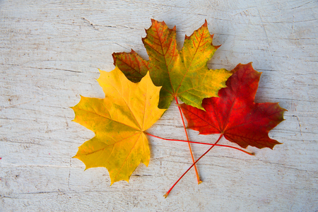 Autumn maple leaves lie on a white tableの写真素材