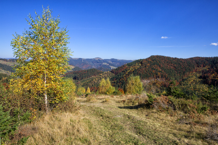 Autumn forest in the mountainsの写真素材