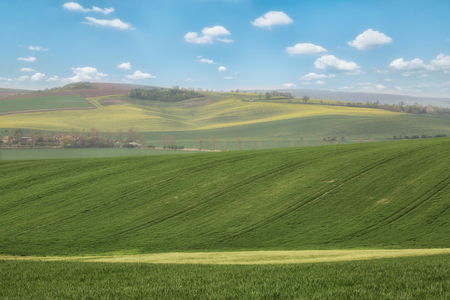 Green wavy hills in South Moravia, Csezh Republicの写真素材