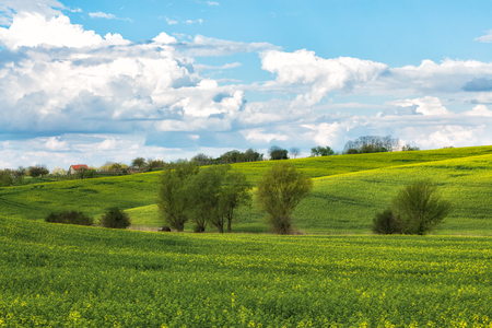 Green wavy hills in South Moravia, Csezh Republicの写真素材