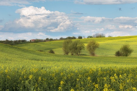 Green wavy hills in South Moravia, Csezh Republicの写真素材