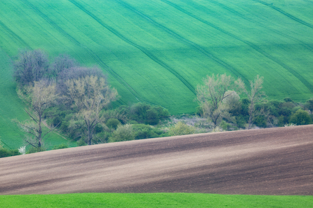 Green wavy hills in South Moravia, Csezh Republicの写真素材