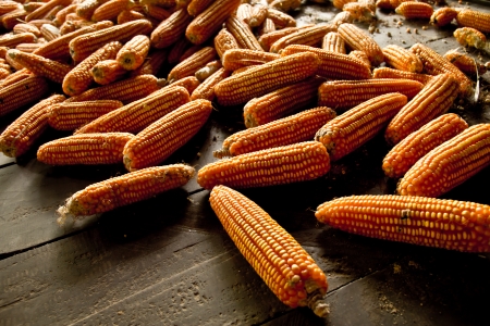 Field Corn
