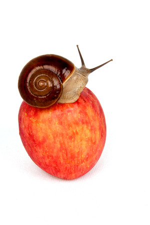 apple and snailの写真素材