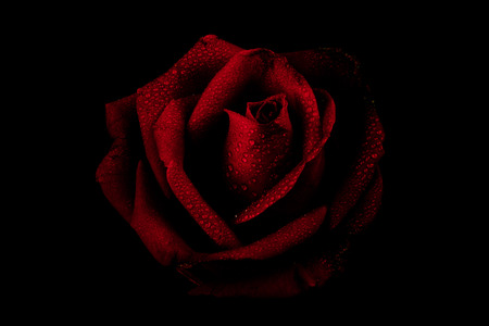 Red rose isolated on a black backgroundの写真素材