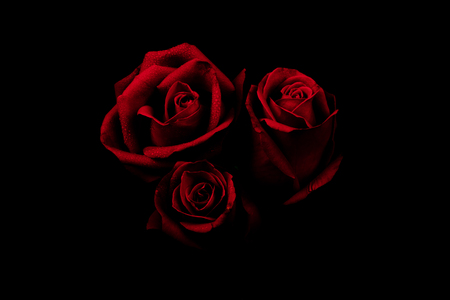 Red rose isolated on a black backgroundの写真素材