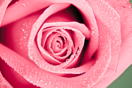 pink rose の写真素材