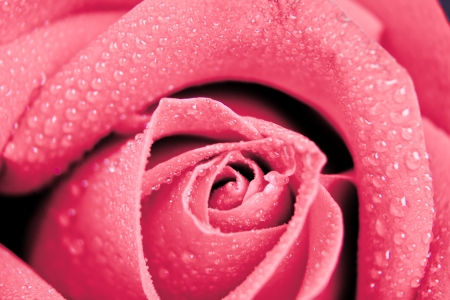 pink rose の写真素材